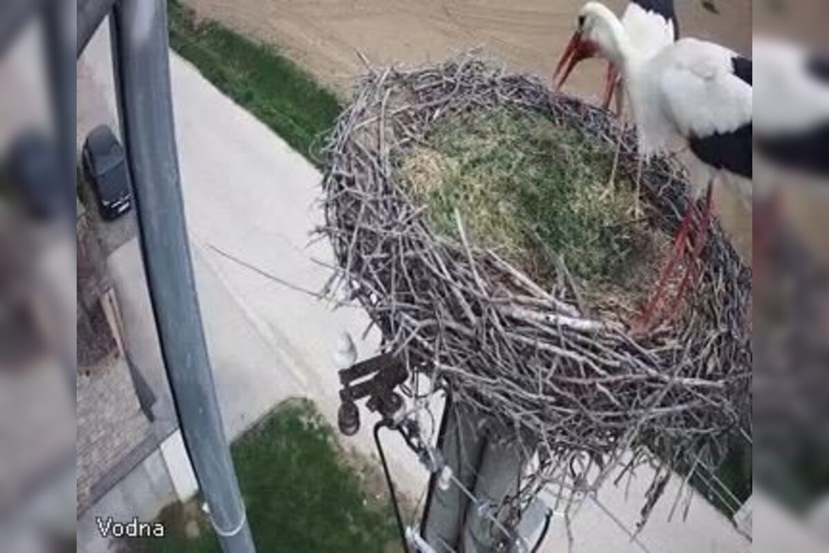 FOTO: Do Veľkého Zálužia sa vrátili bociany, foto 3