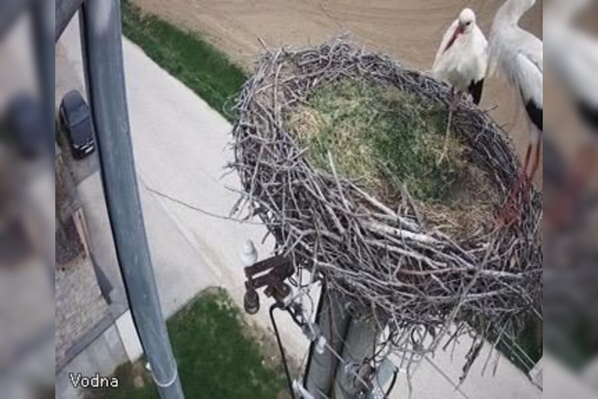 FOTO: Do Veľkého Zálužia sa vrátili bociany, foto 4