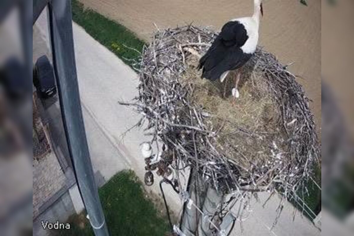 FOTO: Do Veľkého Zálužia sa vrátili bociany, foto 5