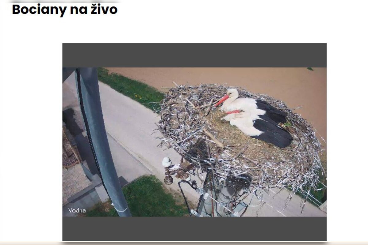 FOTO: Do Veľkého Zálužia sa vrátili bociany, foto 1