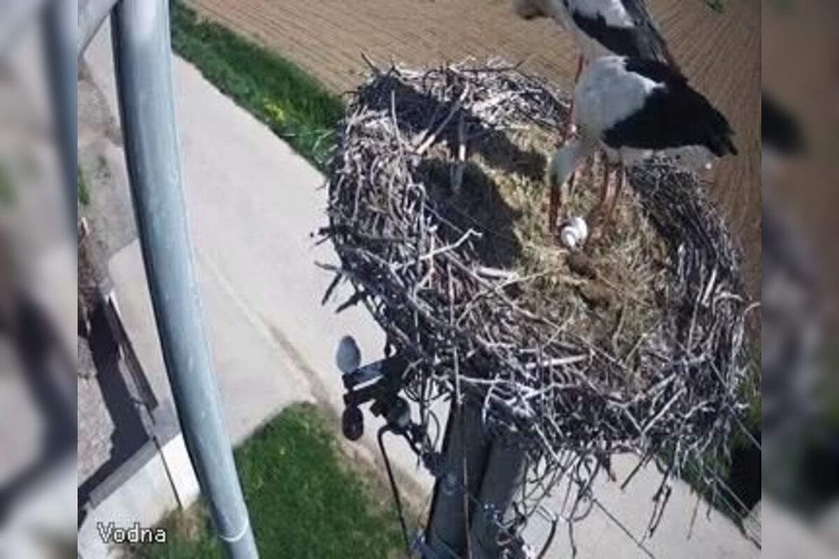 FOTO: Do Veľkého Zálužia sa vrátili bociany, foto 6
