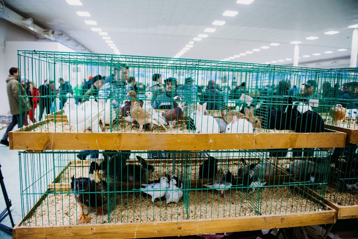 FOTO: Prehľad víkendových podujatí v Nitre od 25. - 26. apríla, foto 4