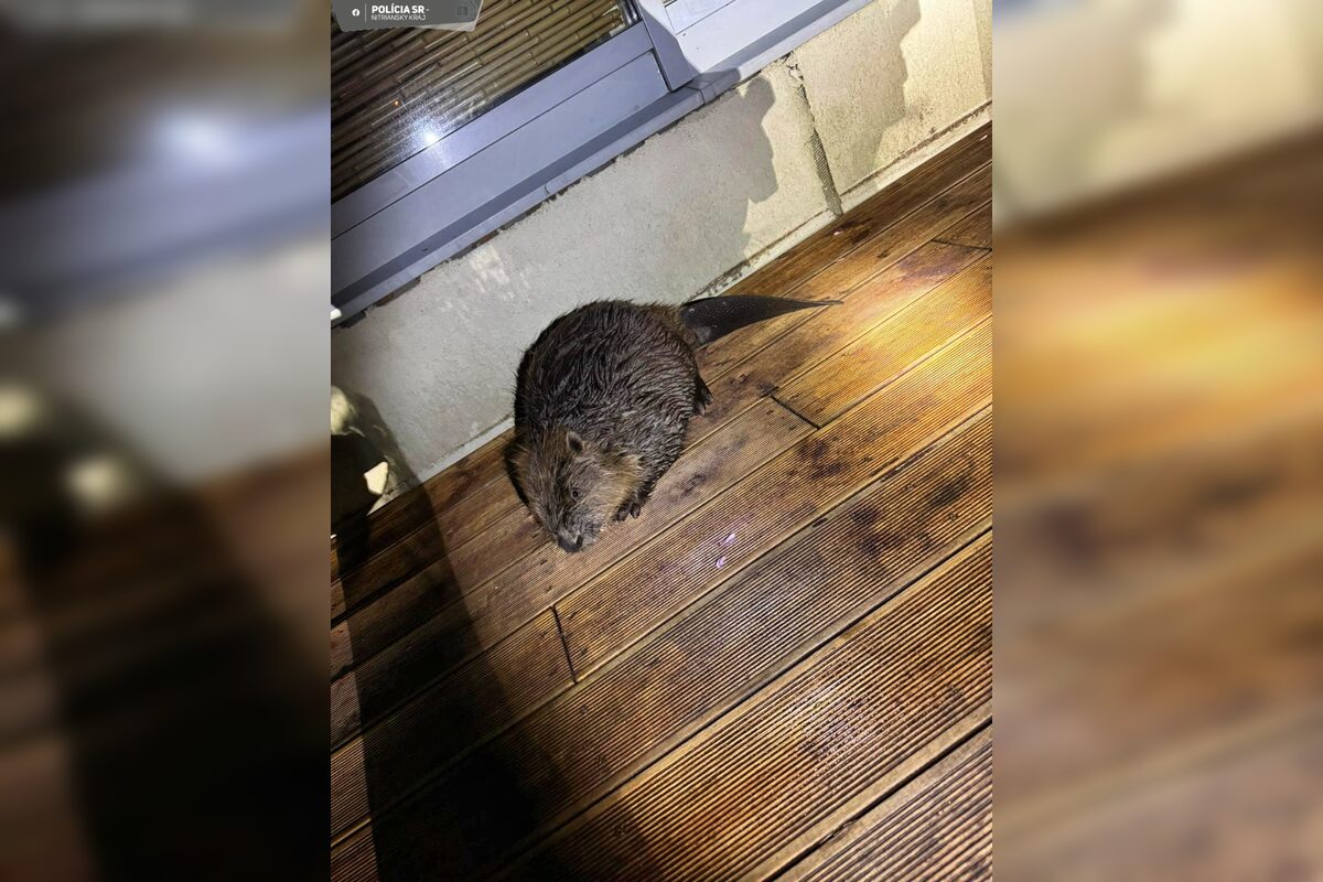 FOTO: Do centra Nitry sa zatúlal bobor, foto 1