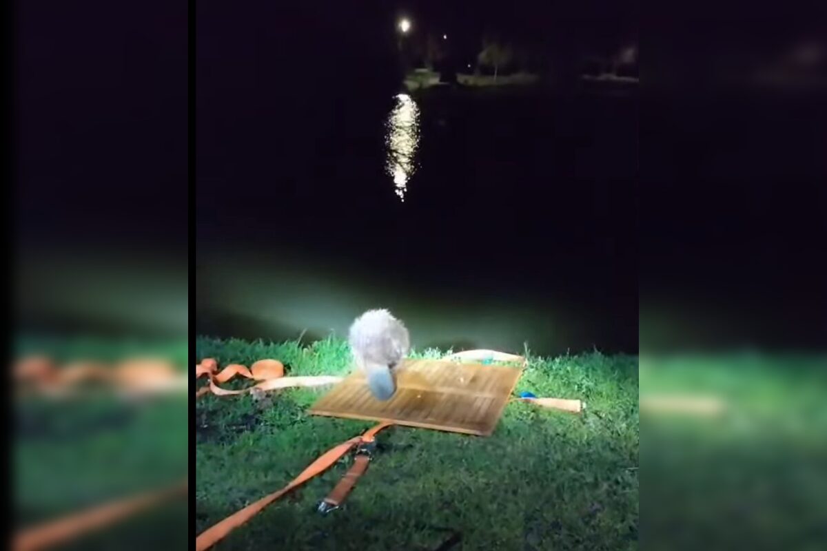 FOTO: Do centra Nitry sa zatúlal bobor, foto 2