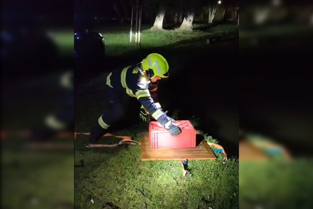 FOTO: Do centra Nitry sa zatúlal bobor, foto 3