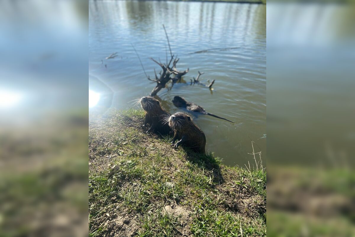 FOTO: Nutrie a bobry v nitrianskom parku, foto 1
