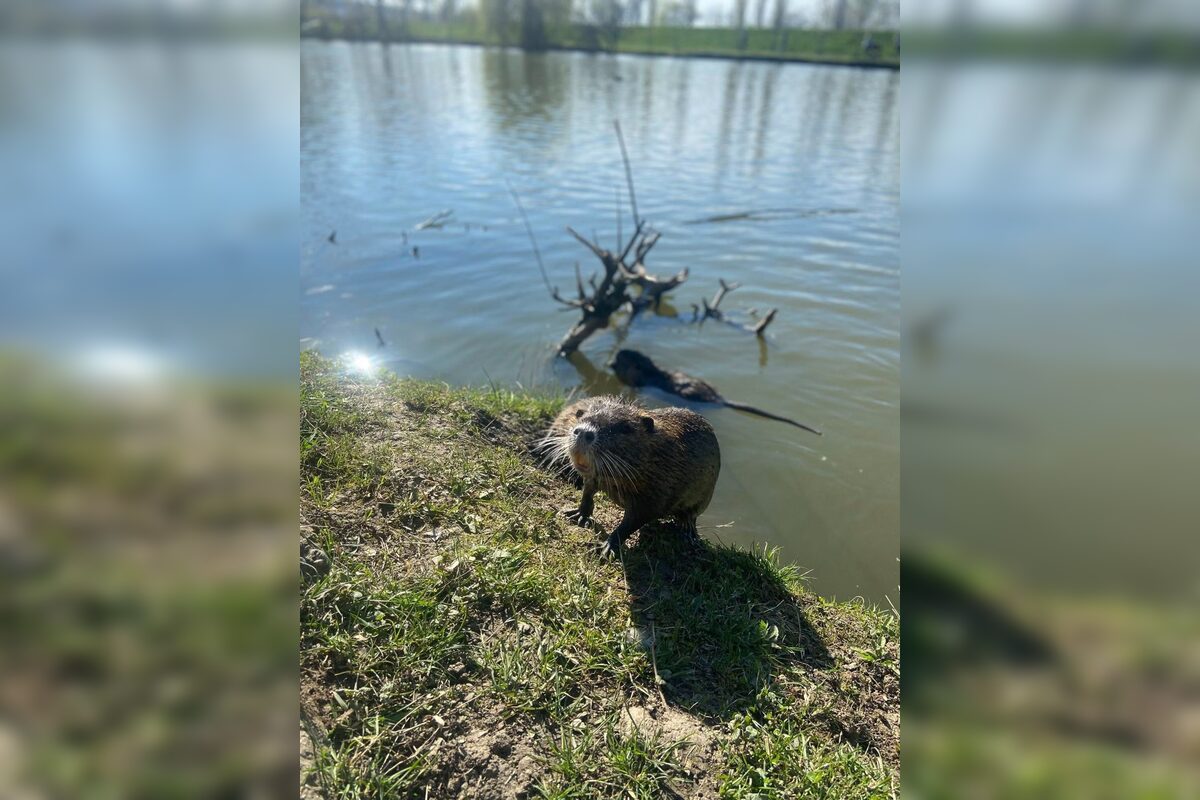 FOTO: Nutrie a bobry v nitrianskom parku, foto 2