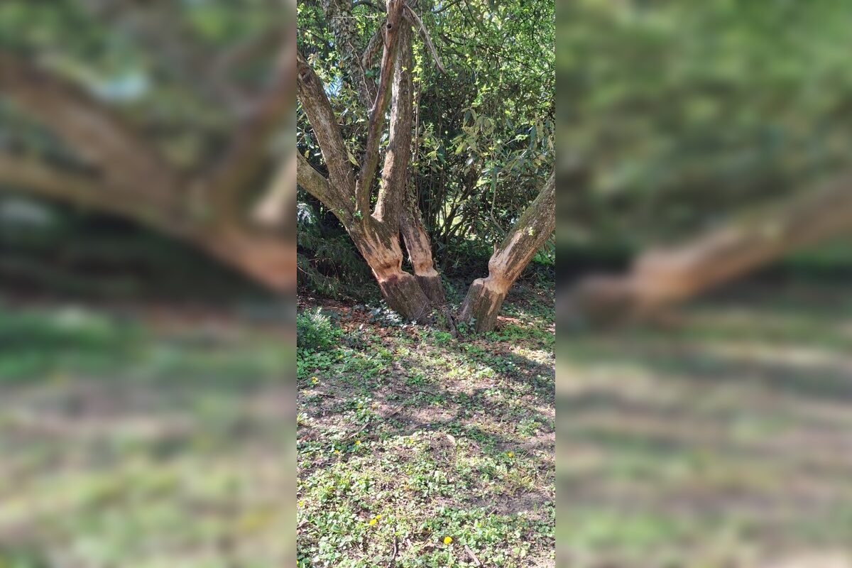 FOTO: Nutrie a bobry v nitrianskom parku, foto 3