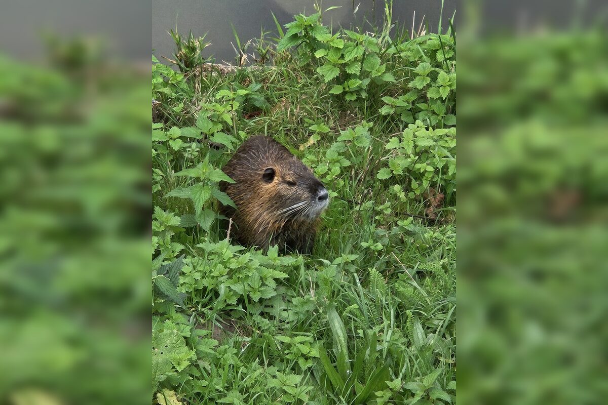 FOTO: Nutrie a bobry v nitrianskom parku, foto 4