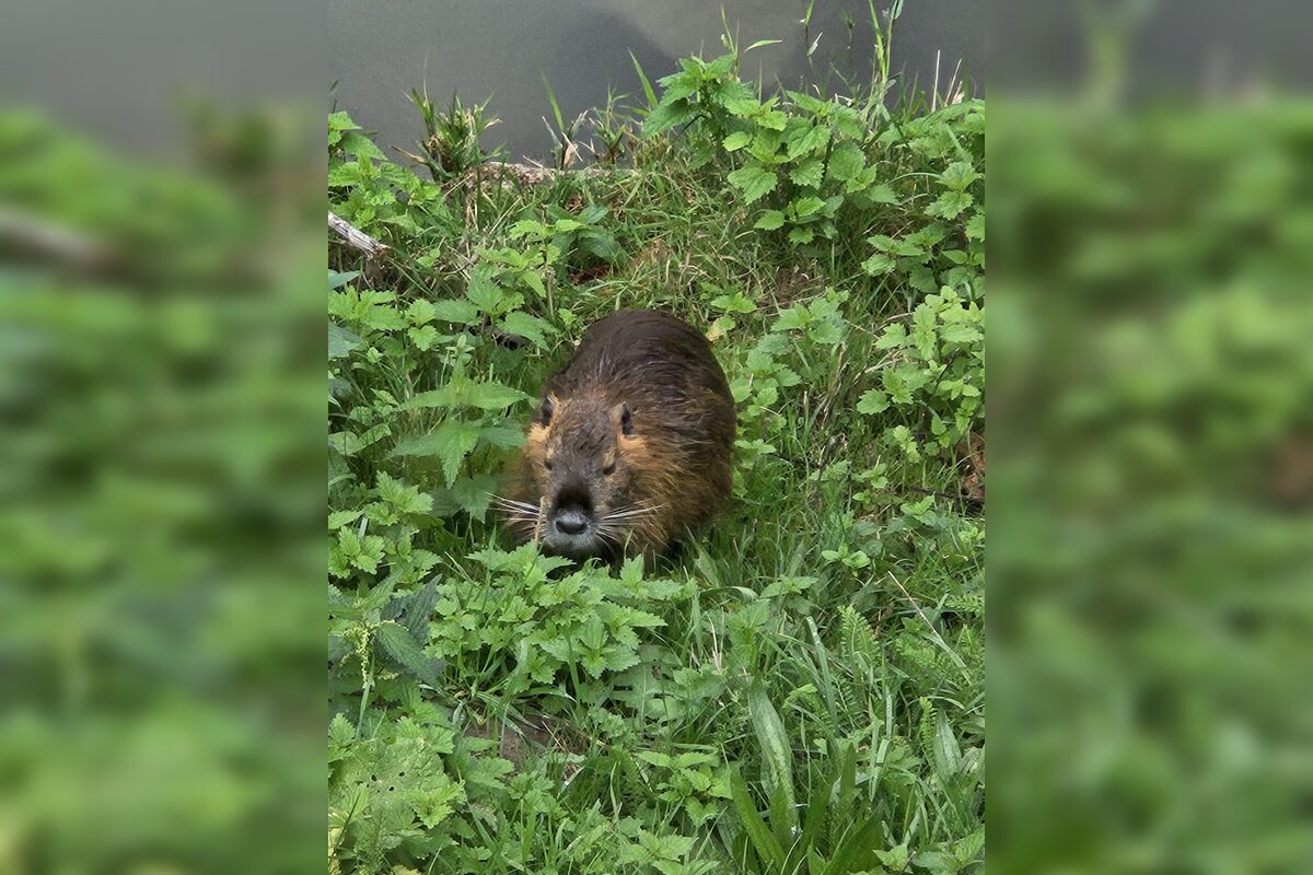 FOTO: Nutrie a bobry v nitrianskom parku, foto 5