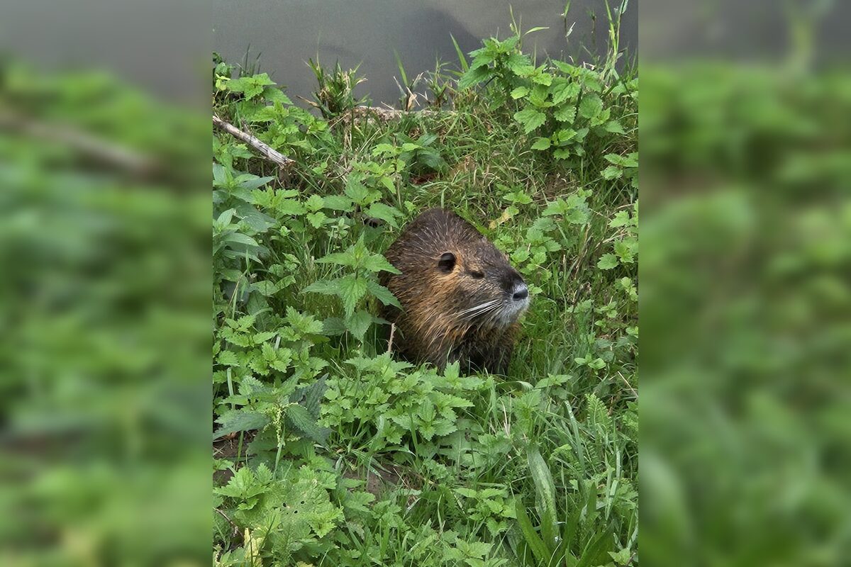 FOTO: Nutrie a bobry v nitrianskom parku, foto 6