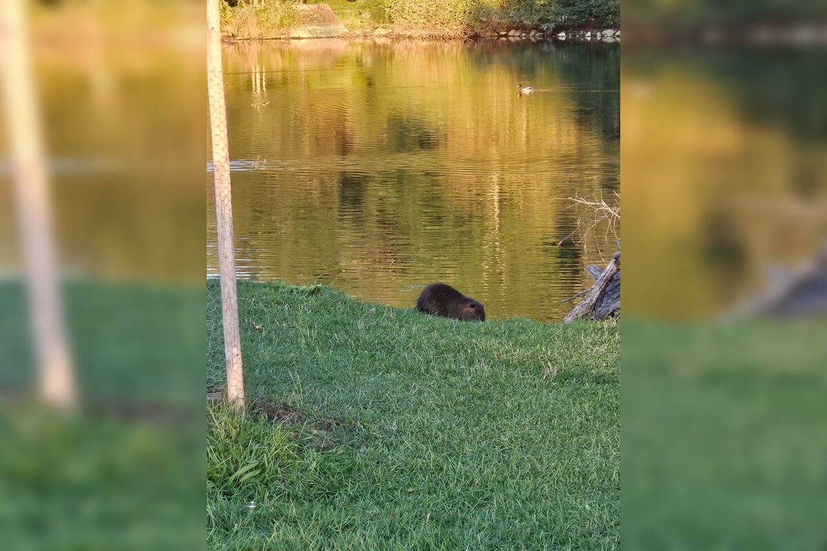 FOTO: Nutrie a bobry v nitrianskom parku, foto 7