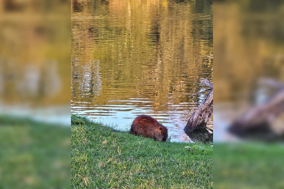 FOTO: Nutrie a bobry v nitrianskom parku, foto 8