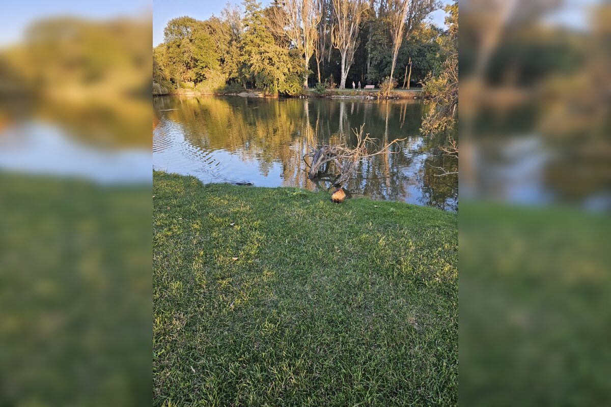 FOTO: Nutrie a bobry v nitrianskom parku, foto 9