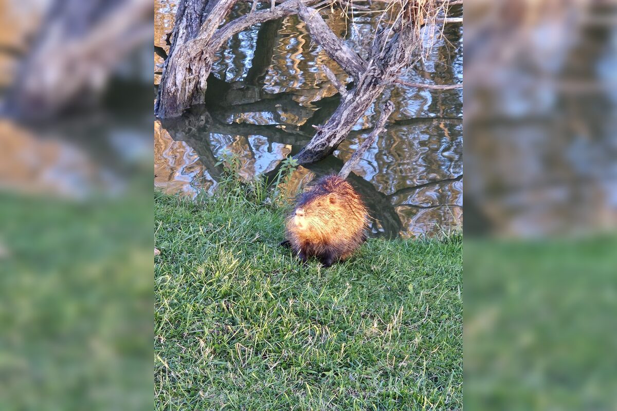 FOTO: Nutrie a bobry v nitrianskom parku, foto 10