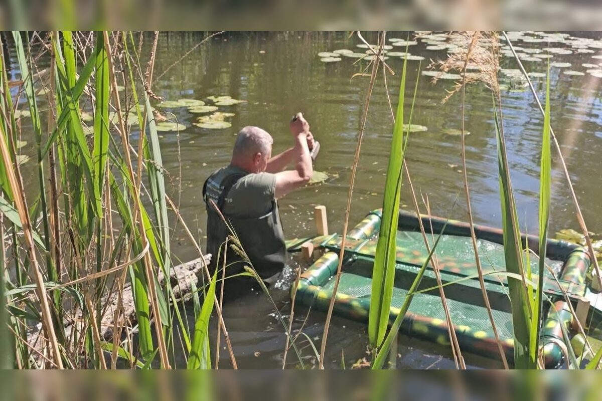 FOTO: V Malom Dunaji lovia invázne a nebezpečné korytnačky, foto 4