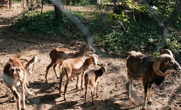 FOTO: Zvieratá v Starom parku majú nový domov 