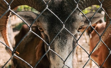 FOTO: Zvieratá v Starom parku majú nový domov 