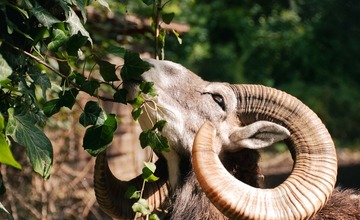 FOTO: Zvieratá v Starom parku majú nový domov 