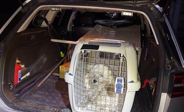 FOTO: Záchrana vystrašenej sučky pri obci Veľký Lapaš