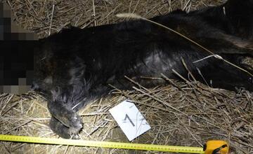 FOTO: Muž v obci Černík obesil svojho psa, zábery nie sú vhodné pre citlivé povahy