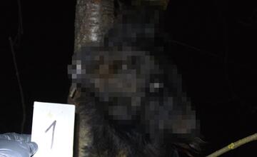 FOTO: Muž v obci Černík obesil svojho psa, zábery nie sú vhodné pre citlivé povahy