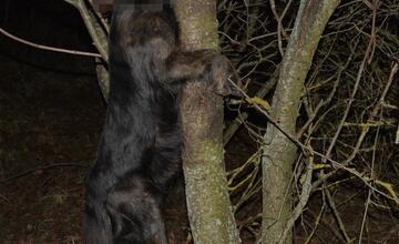FOTO: Muž v obci Černík obesil svojho psa, zábery nie sú vhodné pre citlivé povahy