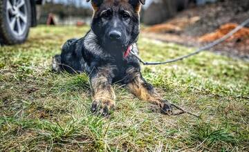 FOTO: V Nitre majú nového štvornohého strážcu poriadku