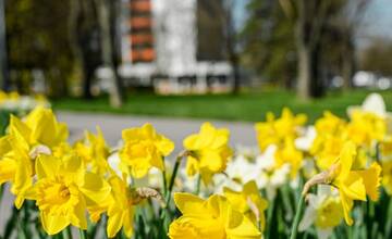 FOTO: V Nitre rozkvitli narcisy, záplava žltej vás očarí