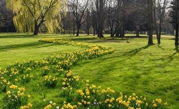 FOTO: V Nitre rozkvitli narcisy, záplava žltej vás očarí