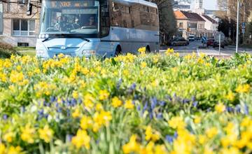 FOTO: V Nitre rozkvitli narcisy, záplava žltej vás očarí