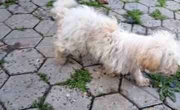 FOTO: Otrasný prípad týrania zvierat v Tvrdošovciach