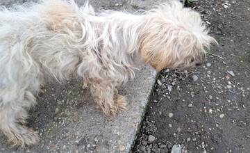 FOTO: Otrasný prípad týrania zvierat v Tvrdošovciach