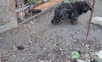 FOTO: Otrasný prípad týrania zvierat v Tvrdošovciach