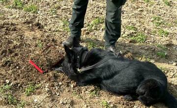 FOTO: Policajný pes našiel pri Šali zakopanú krabičku s ukradnutými peniazmi