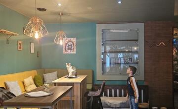 FOTO: Mňaukíza - prvá mačacia kaviareň v Nitre