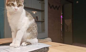 FOTO: Mňaukíza - prvá mačacia kaviareň v Nitre