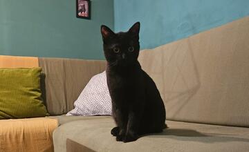 FOTO: Mňaukíza - prvá mačacia kaviareň v Nitre