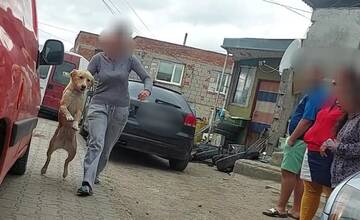 FOTO: Zachránené psíky z osady pôjdu do nitrianskeho útulku
