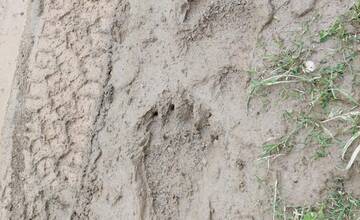 FOTO: Pri obci Skýcov neďaleko Zlatých Moraviec sa našli medvedie stopy
