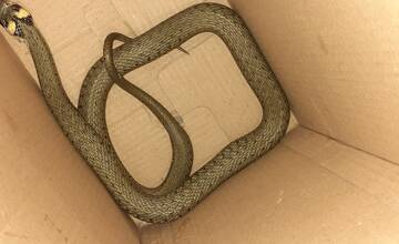 FOTO: Užovka obojková sa zatúlala do vinárstva v Tesárskych Mlyňanoch 