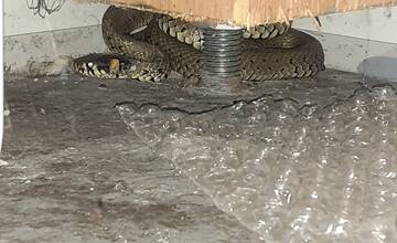 FOTO: Užovka obojková sa zatúlala do vinárstva v Tesárskych Mlyňanoch 