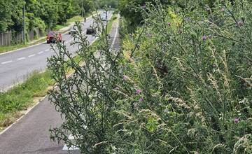 FOTO: Takéto zarastené cyklotrasy, ako majú v Nitre, ste ešte nevideli