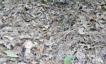 FOTO: Jesenné úlovky hubárov v Nitrianskom kraji