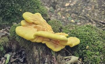 FOTO: Jesenné úlovky hubárov v Nitrianskom kraji