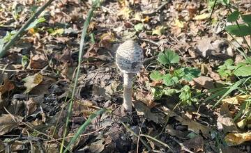 FOTO: Jesenné úlovky hubárov v Nitrianskom kraji