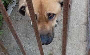 FOTO: Útulok v Leviciach zachránil celkom vyhladovanú Sučku Eivu