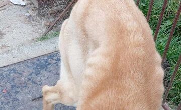 FOTO: Útulok v Leviciach zachránil celkom vyhladovanú Sučku Eivu