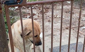 FOTO: Útulok v Leviciach zachránil celkom vyhladovanú Sučku Eivu