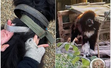 FOTO: Majiteľka držala svojich psov v hrozných podmienkach. Po rokoch jej ich konečne odobrali